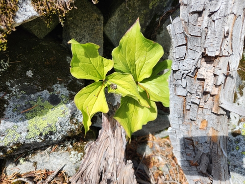 Trillium ovatum, photograph 4
