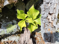 author not stated, no rights reserved Trillium ovatum, photograph author not stated, no rights reserved
