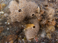 Haliclona indistincta