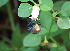 Copestylum spinigerum