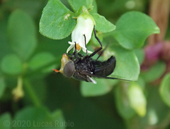 Copestylum spinigerum