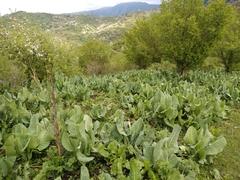 Ligularia macrophylla