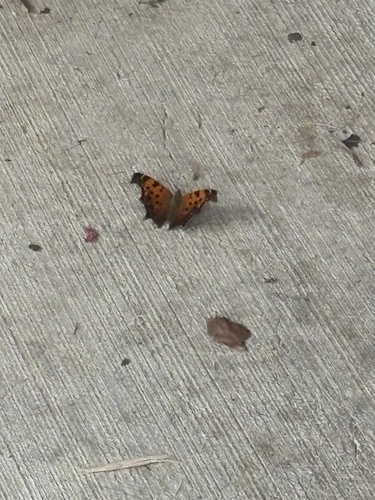 Eastern Comma