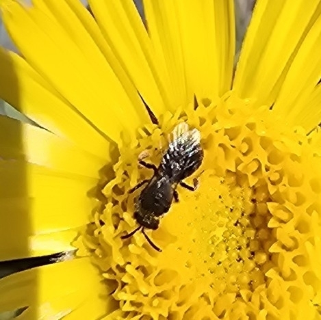iNaturalist observation photo of Bees