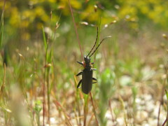 Cantharis instabilis