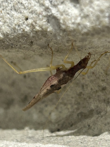 Two-spotted Tree Cricket