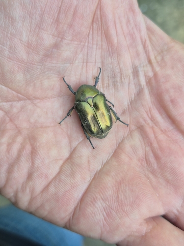 Copper Chafer