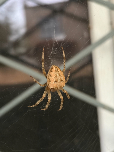 Cross Orbweaver