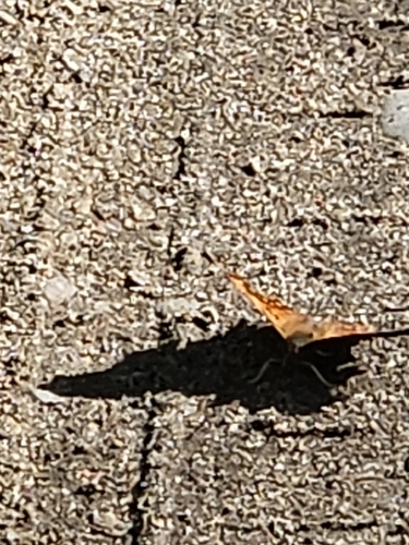 European Comma