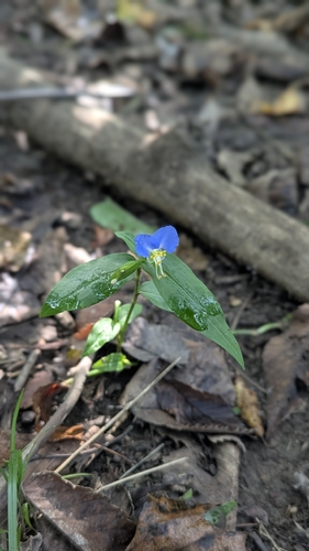 Asiatic dayflower