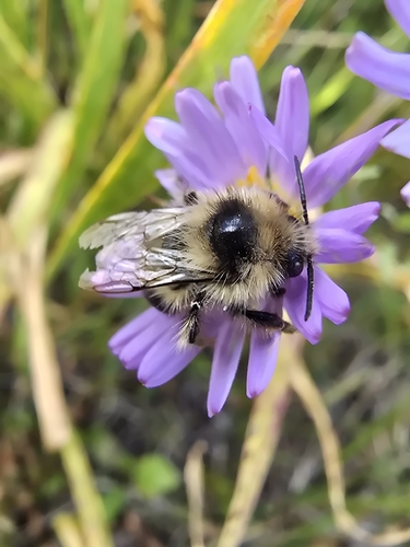 iNaturalist observation photo of Bumble Bees
