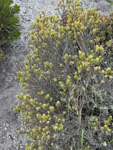 Erica plukenetii, photograph 4