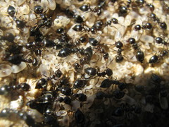 Crematogaster auberti