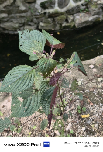 beefsteak plant