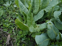 Rumex thianschanicus