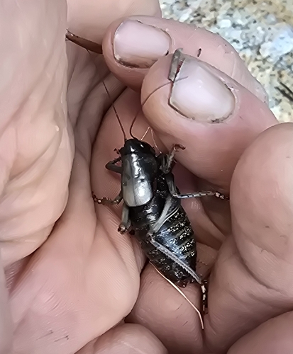 iNaturalist observation photo of Alpine Shieldback