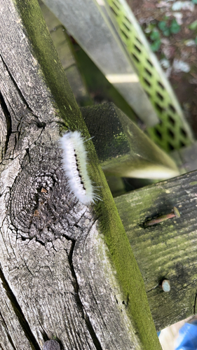 Hickory Tussock Moth