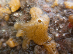 Halichondria bowerbanki