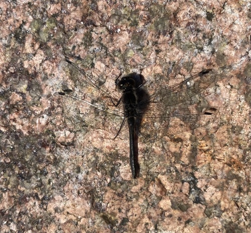 Black Meadowhawk