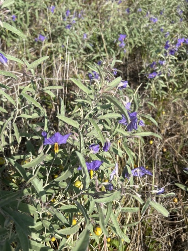silverleaf nightshade