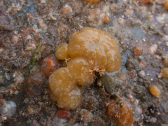 Polyclinum aurantium