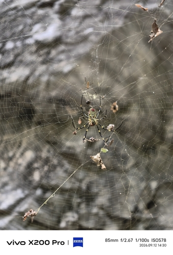 Joro Spider