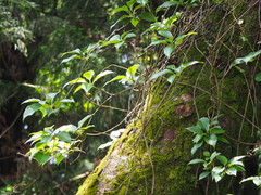 Schisandra arisanensis