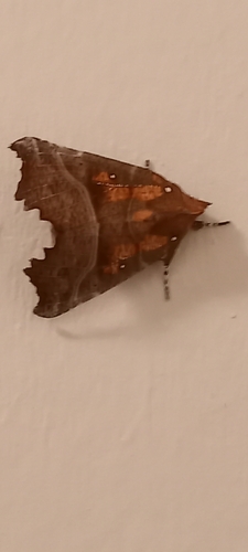 Herald Moth