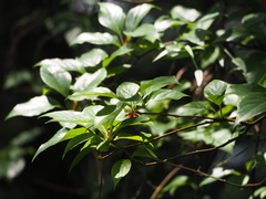 Schisandra arisanensis