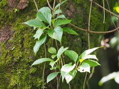 Schisandra arisanensis