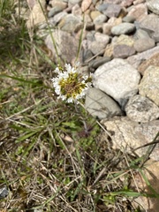 Noccaea caerulescens