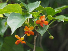 Schisandra arisanensis
