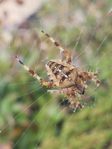 Cross Orbweaver