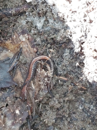 Eastern Red-backed Salamander