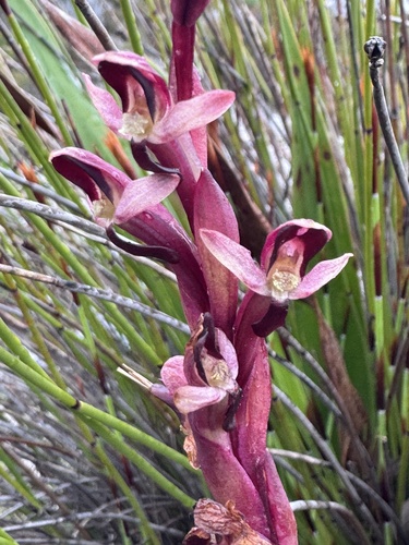 Disa ophrydea, photograph 2