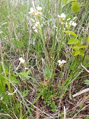 Cardamine pratensis matthioli