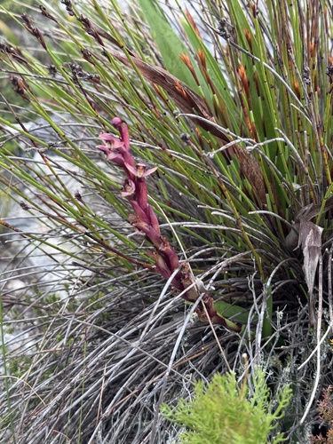 Disa ophrydea, photograph 3