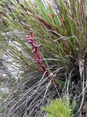 Disa ophrydea, photograph (c) chrisdt, some rights reserved (CC BY)