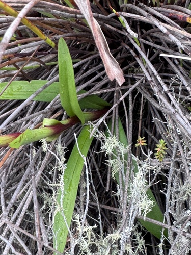 Disa ophrydea, photograph 4