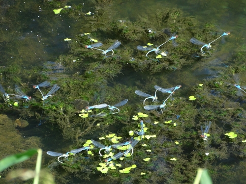 Small Red-eyed Damselfly