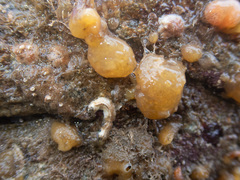 Polyclinum aurantium