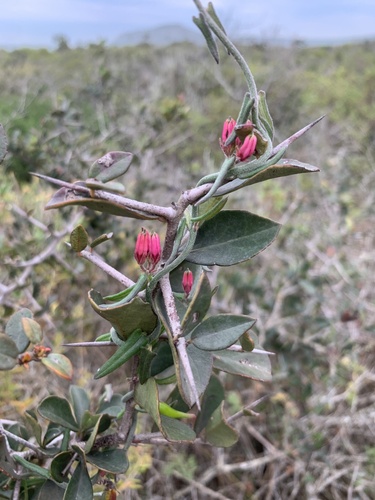 Microloma sagittatum, photograph 3
