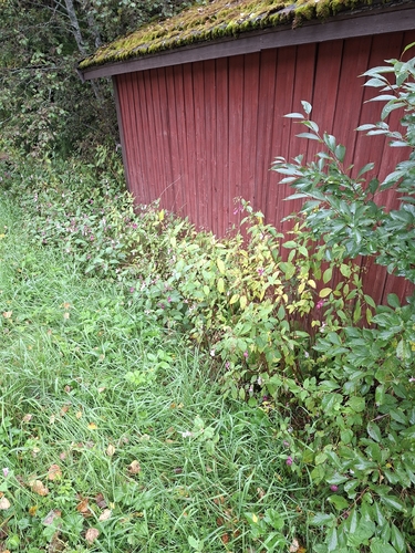 Himalayan balsam