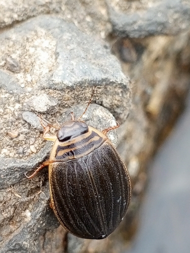 scarce lesser diving beetle