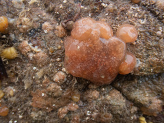 Aplidium nordmanni