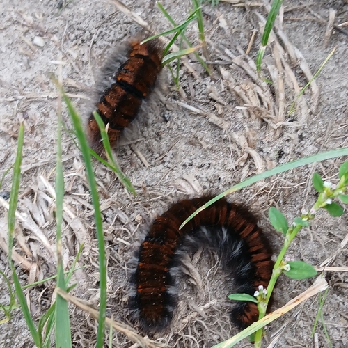 Fox Moth