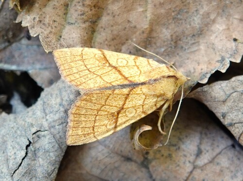 Orange Sallow