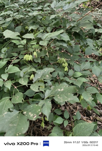 Bumald's bladdernut