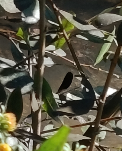 Copper Demoiselle