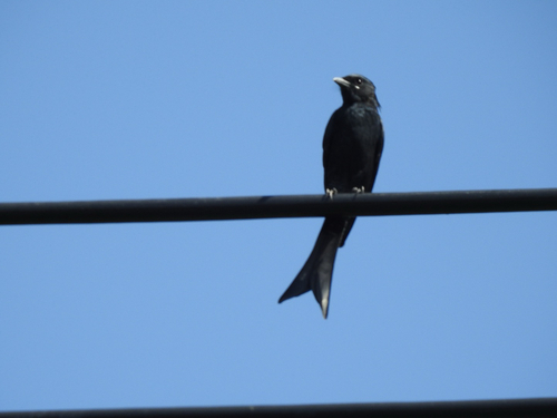 Black Drongo